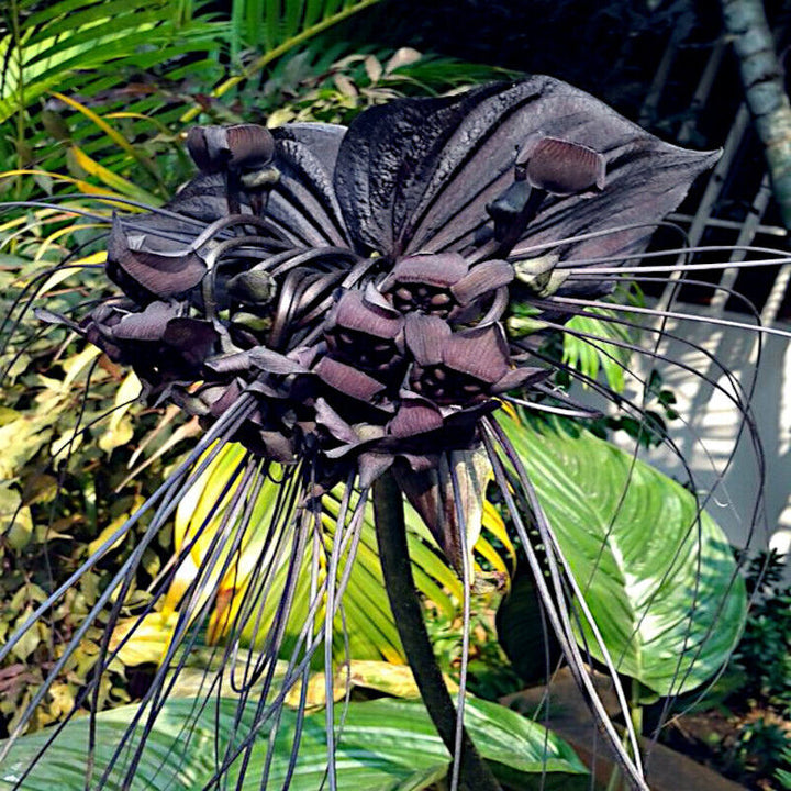 Heirloom Non-GMO Black Butterfly Orchid Flower Seeds for Planting ƒ?? Rare Exotic Blooms