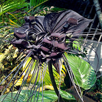 Heirloom Non-GMO Black Butterfly Orchid Flower Seeds for Planting ƒ?? Rare Exotic Blooms