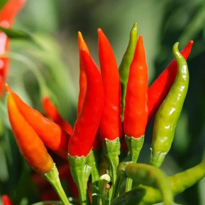 Tabasco Hot Pepper Seeds for Planting heirloom & Non-GMO Seeds