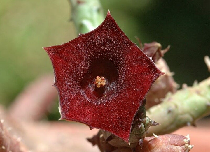 Huernia Keniensis Flower Seeds for Planting, NON GMO Seeds