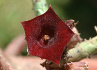 Huernia Keniensis Flower Seeds for Planting, NON GMO Seeds