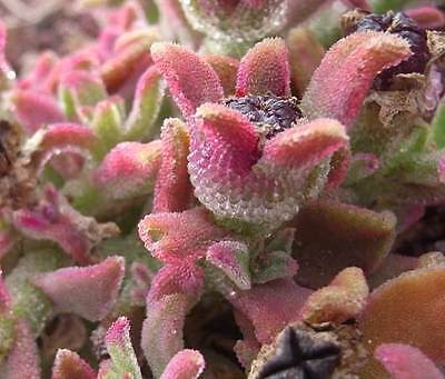 Heirloom Iceplant Mesembryanthemum Crystallinum Seeds for Planting - Non-GMO Seeds