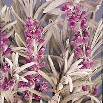 Heirloom Non-GMO English Lavender Lady Herb Seeds â€“ Fragrant Seeds for Planting for planting in home garden