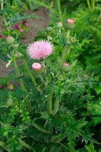Cirsium Muticum Plant Seeds for Planting Non-GMO Heirloom Garden Seeds Perfect for Pollinators