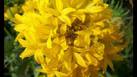 Heirloom Non-GMO Gaillardia Sundance Flower Seeds – Bold Garden Blooms