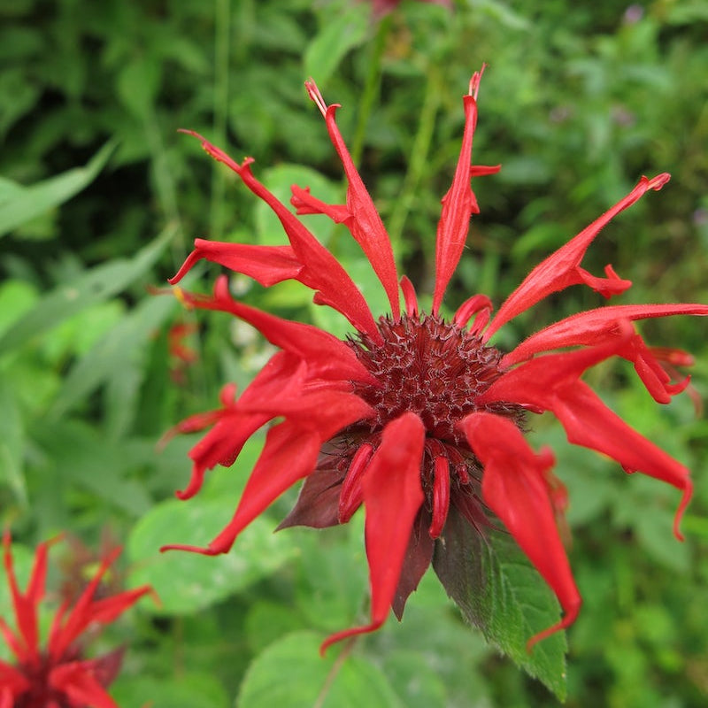 Heirloom Monarda Flower Seeds, Non-GMO Bee Balm Blooms for Pollinator-Friendly Garden Planting for planting in home garden