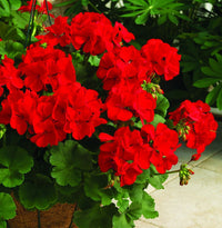 Red Geraniums Heirloom Non-GMO Seeds for Planting