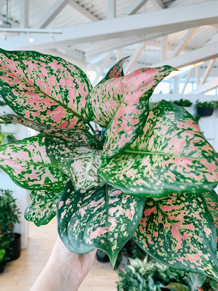 Pink Aglaonema Plant Seeds for Planting, NON GMO Seeds- 100 pcs