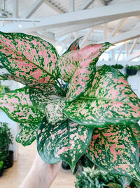 Pink Aglaonema Plant Seeds for Planting, NON GMO Seeds- 100 pcs