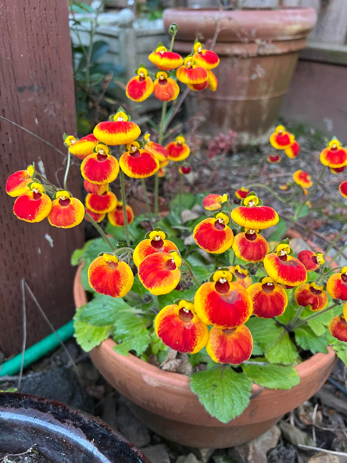 Calceolaria Purse Flower Seeds – Heirloom Non-GMO Seeds for Bright and Decorative Garden Planting