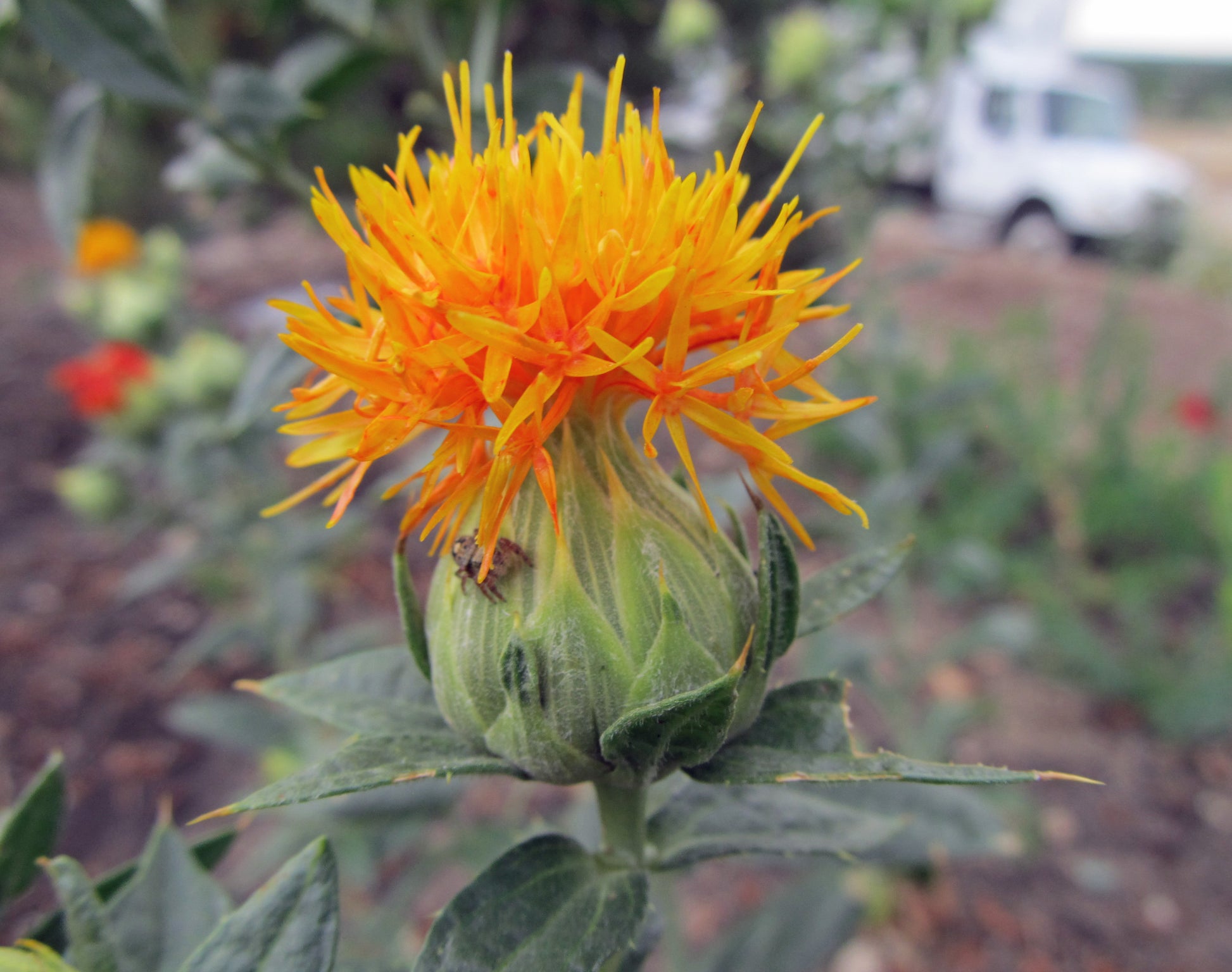 Safflower Flower Seeds – Heirloom, Non-GMO Flower Seeds for Planting