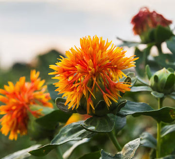 Safflower Flower Seeds – Heirloom, Non-GMO Flower Seeds for Planting