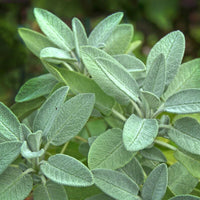 White Sage Herb Seeds