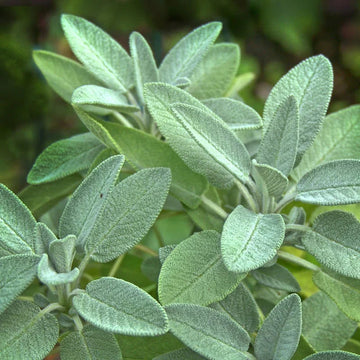 White Sage Herb Seeds
