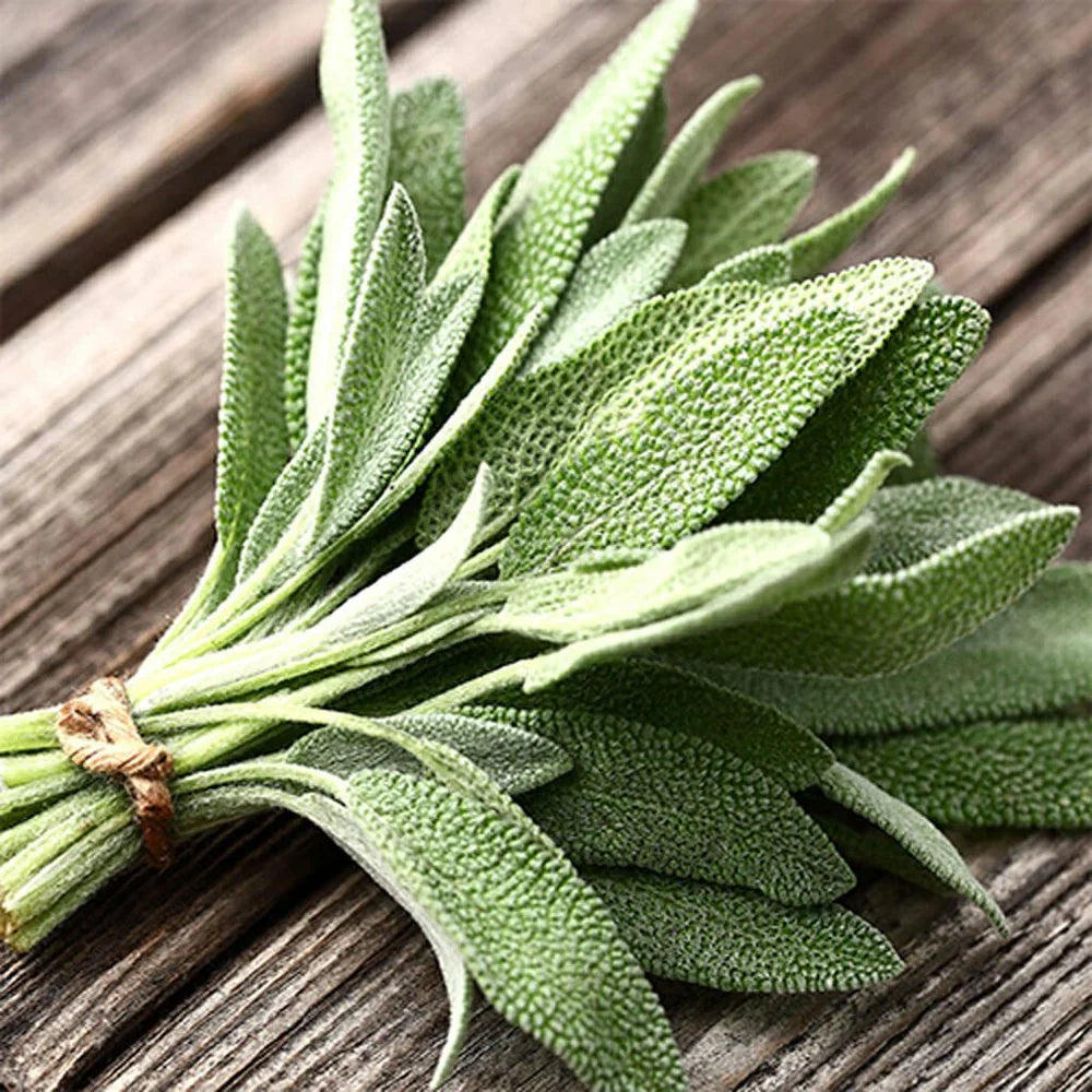 Broadleaf Sage Herb Seeds