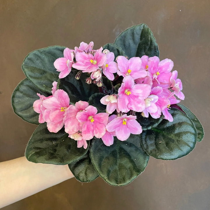Baby Pink Saintpaulia Flower Seeds for Planting - NON GMO Seeds