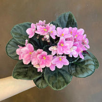 Baby Pink Saintpaulia Flower Seeds for Planting - NON GMO Seeds