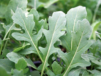 Rocket Plant Seeds for Planting, Fresh - NON GMO Seeds