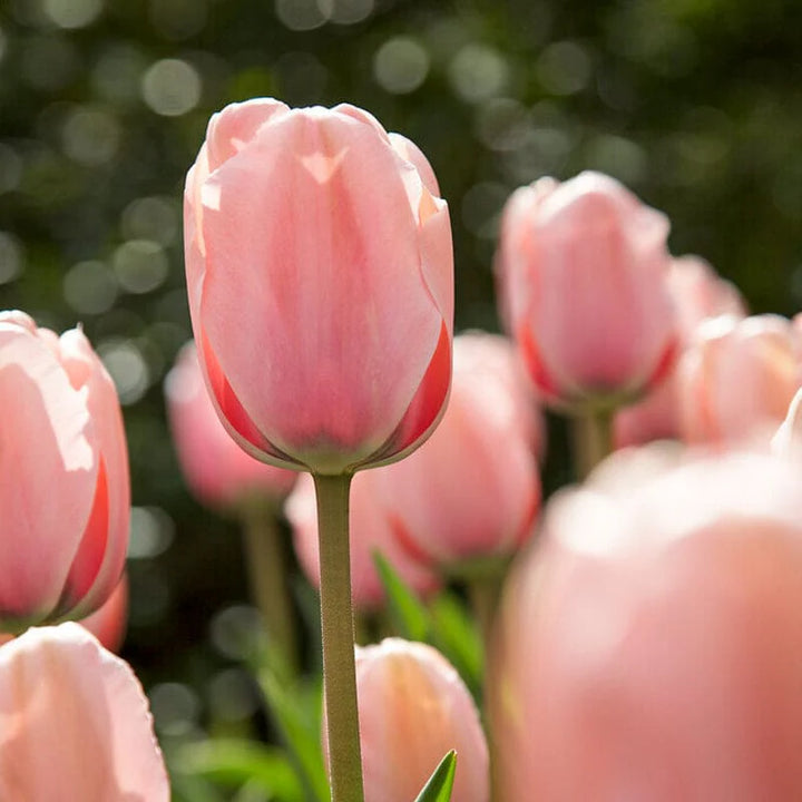 Heirloom Tulip Flower Seeds for Planting 100 pcs