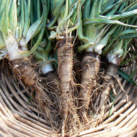 Salsify Vegetable Seeds for Planting heirloom & Non-GMO Seeds