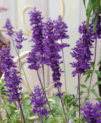 Farinacea Violet Seeds for Planting – Organic, Heirloom, Non-GMO Garden Seeds