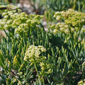 Samphire vegetable seeds for planting in home gardens and containers