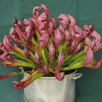 Heirloom Non-GMO Scarlet Sarracenia Carnivorous Plant Seeds for Planting – Unique Insect-Trapping Garden Plants