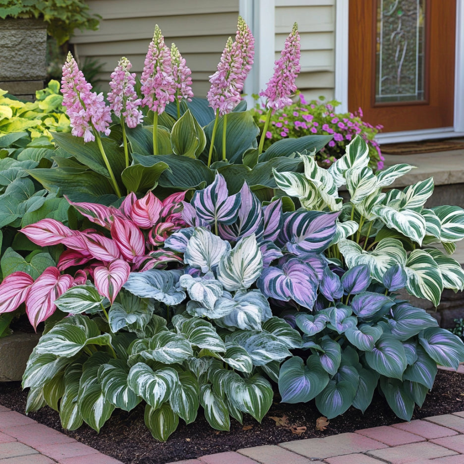 Hosta Seeds for Planting – Heirloom, Non-GMO, Perennial Shade Plant, Hosta spp. Foliage Variety