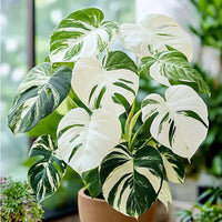 Variegated Monstera Mint plant with white and green leaves