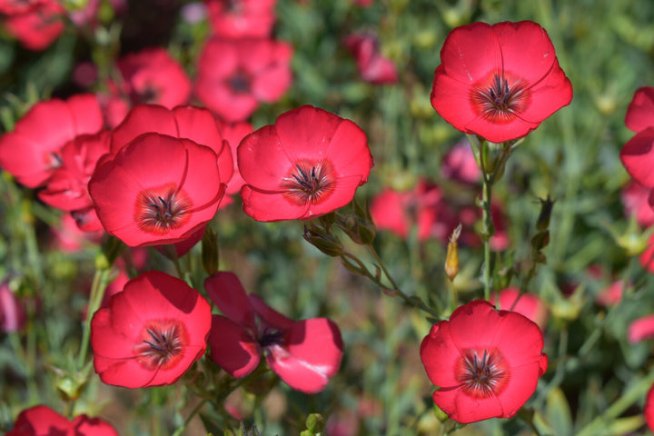 Heirloom Scarlet Flax Flower Seeds, Non-GMO Bright Red Blooms for Garden Planting