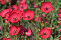Heirloom Scarlet Flax Flower Seeds, Non-GMO Bright Red Blooms for Garden Planting