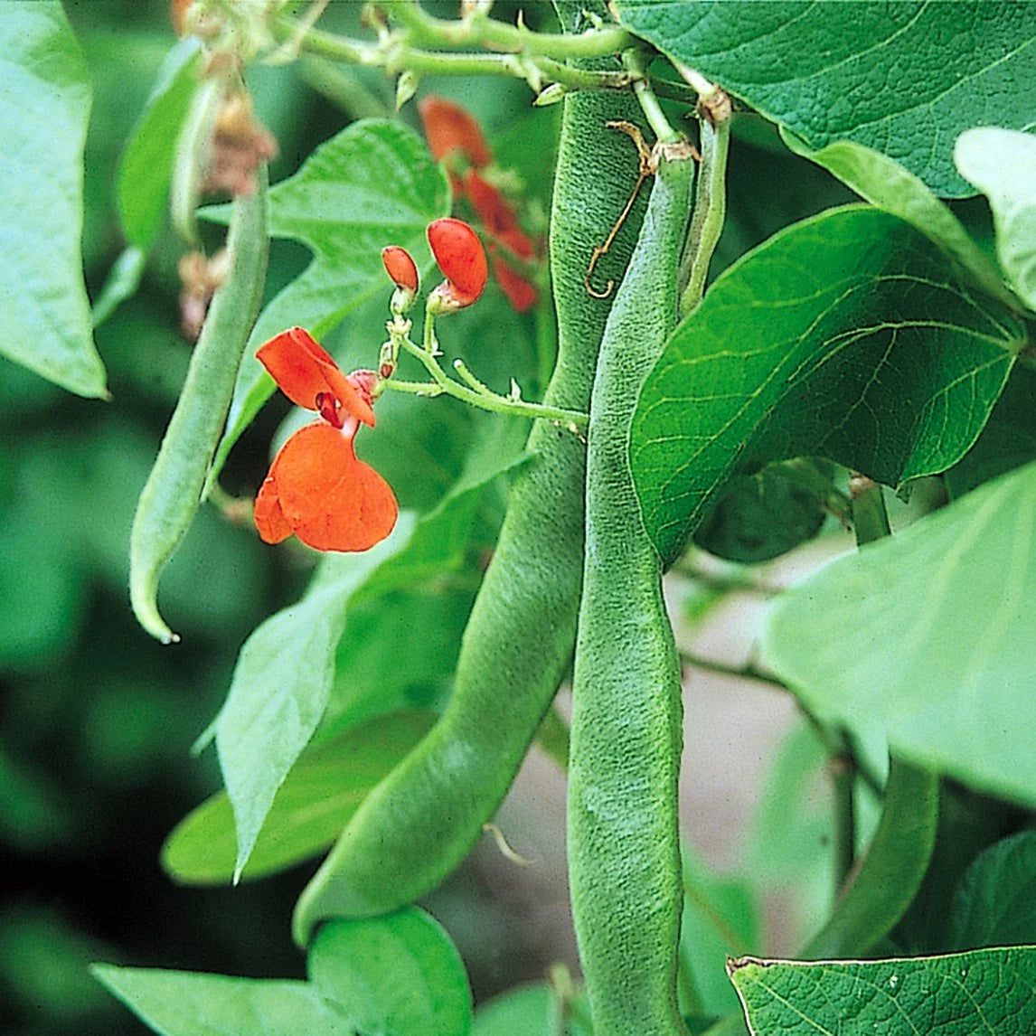 Scarlet Runner Bean heirloom seeds for home garden planting