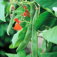 Scarlet Runner Bean heirloom seeds for home garden planting