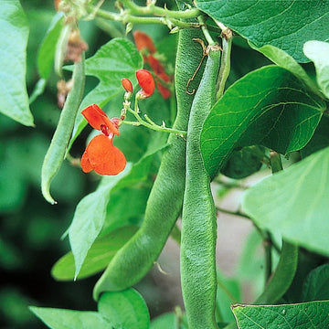 Scarlet Runner Bean heirloom seeds for home garden planting