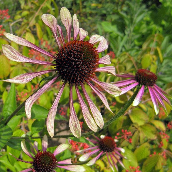 Heirloom Echinacea angustifolia Coneflower Seeds for Planting - Non-GMO Garden Seeds
