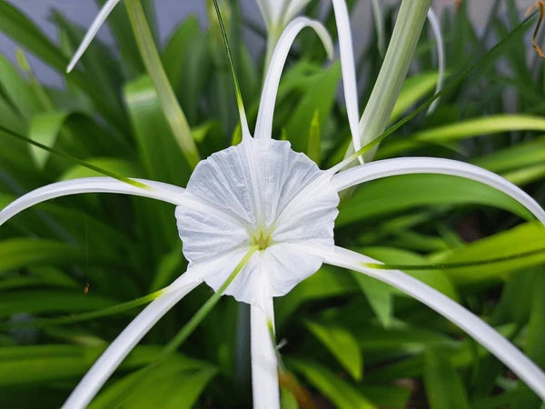 White Cape Lily Seeds for Planting â€“ Tropical Aquatic Blooms, Heirloom & Non-GMO Seeds for planting in home garden