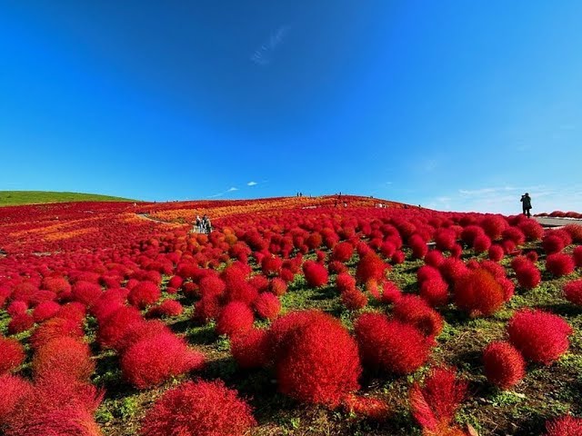 Red Burning Bush Flower Seeds for Planting, Fresh, - NON GMO Seeds
