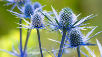 Heirloom Non-GMO Sea Holly Flower Seeds for Planting – Unique Drought-Tolerant Garden Blooms