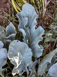 Sea Kale Vegetable Seeds for Planting heirloom & Non-GMO Seeds