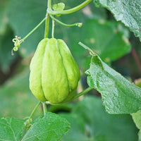 Chayote vegetable seeds suitable for trellises, containers, and kitchen gardens.