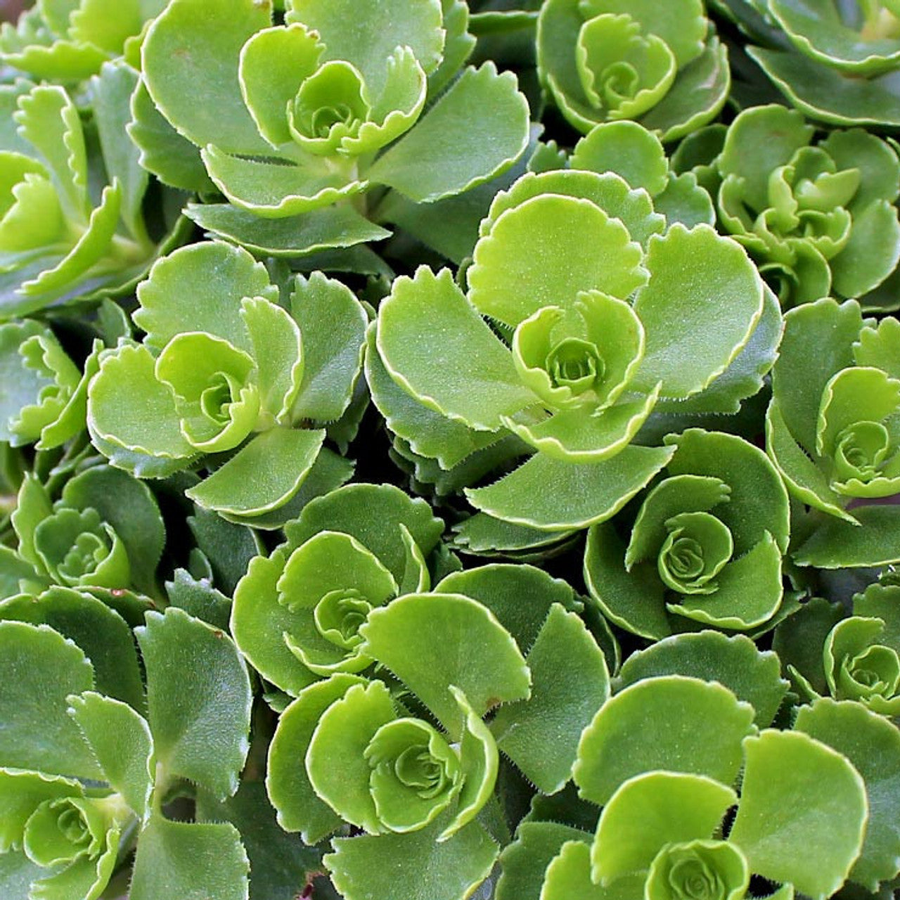 Heirloom Spurium Plant Seeds, Non-GMO Groundcover Succulent for Low-Maintenance Garden Planting for planting in home garden
