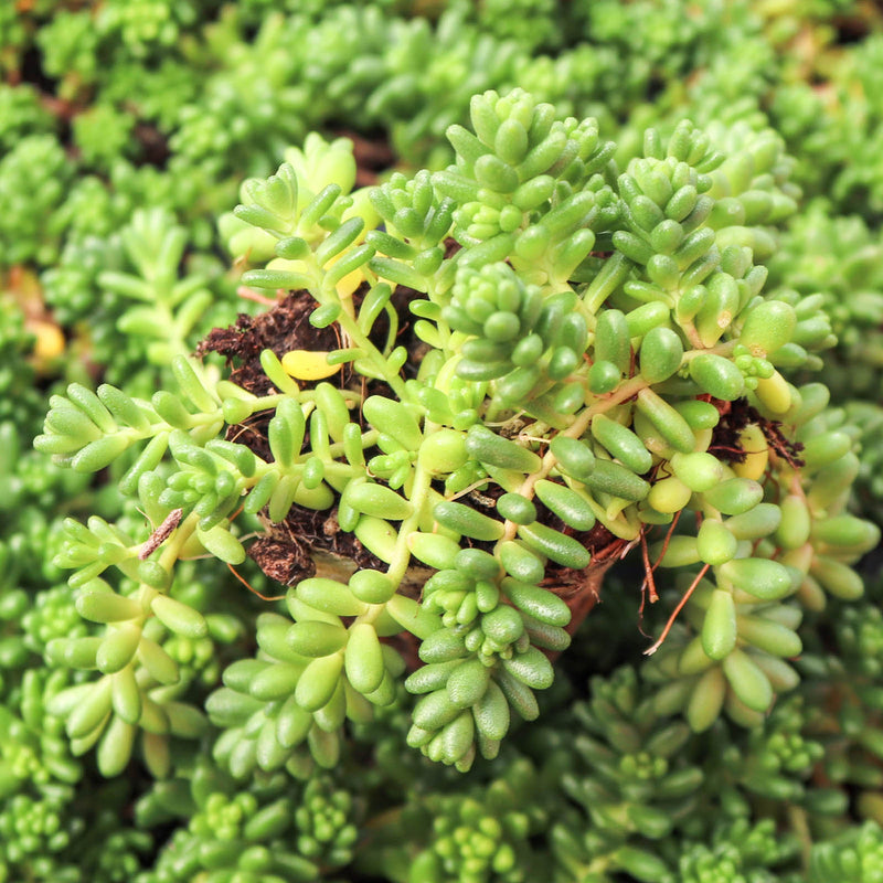 Heirloom Non-GMO Sedum Album Flower Seeds for Planting – Low-Maintenance Ground Cover Blooms