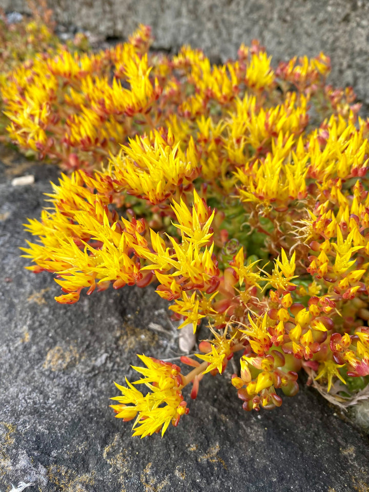 Heirloom Non-GMO Yellow Sedum Oreganum Flower Seeds for Planting – Drought-Resistant Ground Cover Blooms