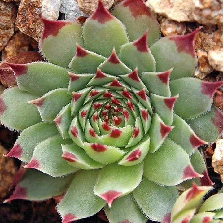 Green Sempervivum Plant Seeds for Planting - 100 pcs