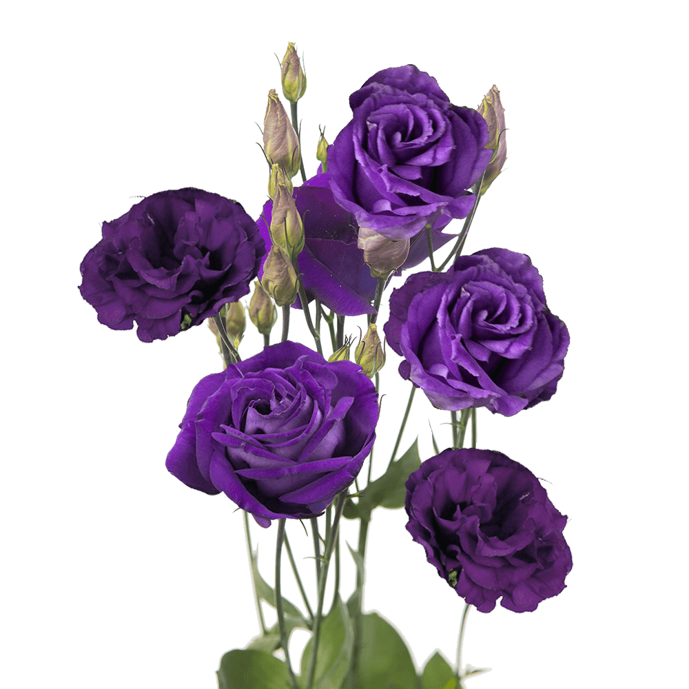Purple Echo Lisianthus Flower Seeds for Planting - Heirloom, NON-GMO Seeds - Garden Blooms, Easy to Grow