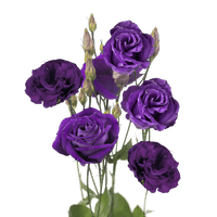 Purple Echo Lisianthus Flower Seeds for Planting - Heirloom, NON-GMO Seeds - Garden Blooms, Easy to Grow - Echo for planting in home garden