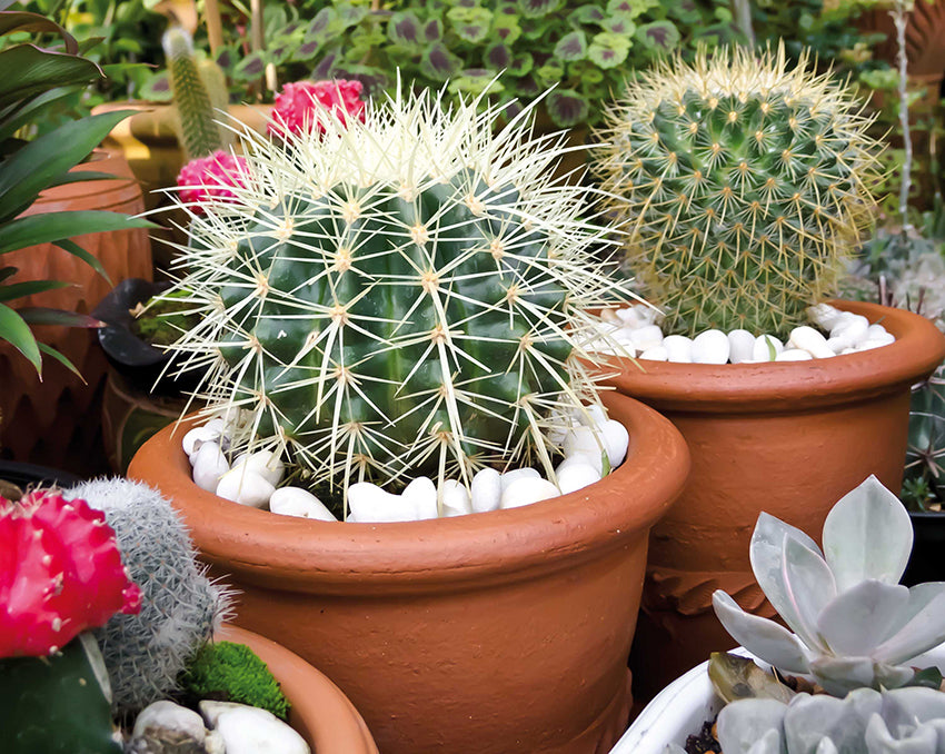 Heirloom Samen Kakteen Plant Seeds, Non-GMO, Rare Cactus Variety for Indoor or Desert Gardens