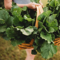 Seven Top Turnip Greens heirloom seeds for home garden planting