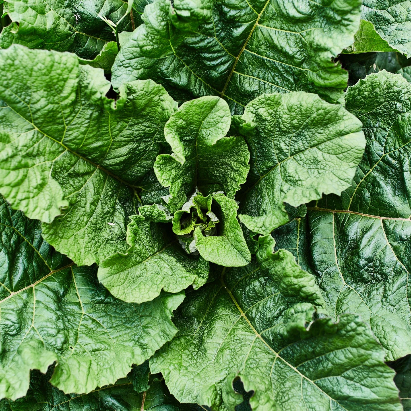 Seven Top Turnip Greens Seeds for Home Garden Planting | Heirloom Non-GMO