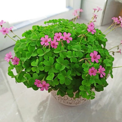 100 Pcs